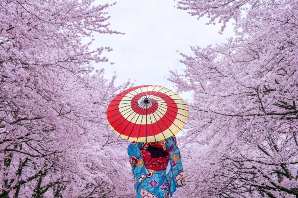 櫻花圖片 壁紙