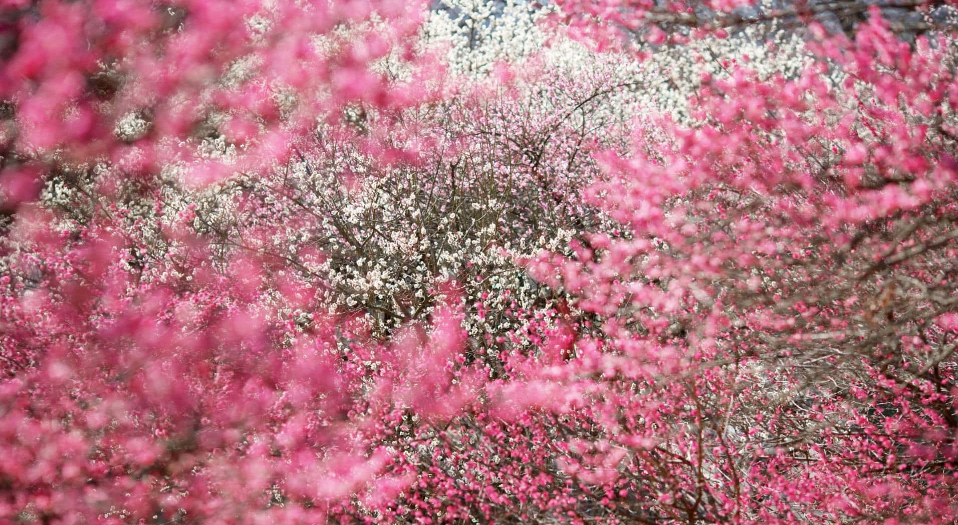 櫻花圖片 壁紙