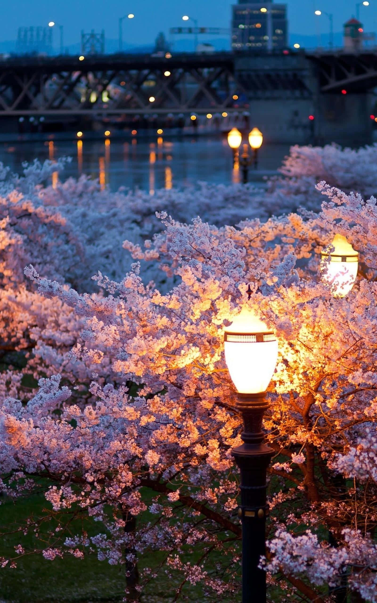 Spring Lights 桌布 壁紙 — 櫻花在復古街燈下溫暖地發光，暮色為它們背後的河流和橋樑塗上色彩。