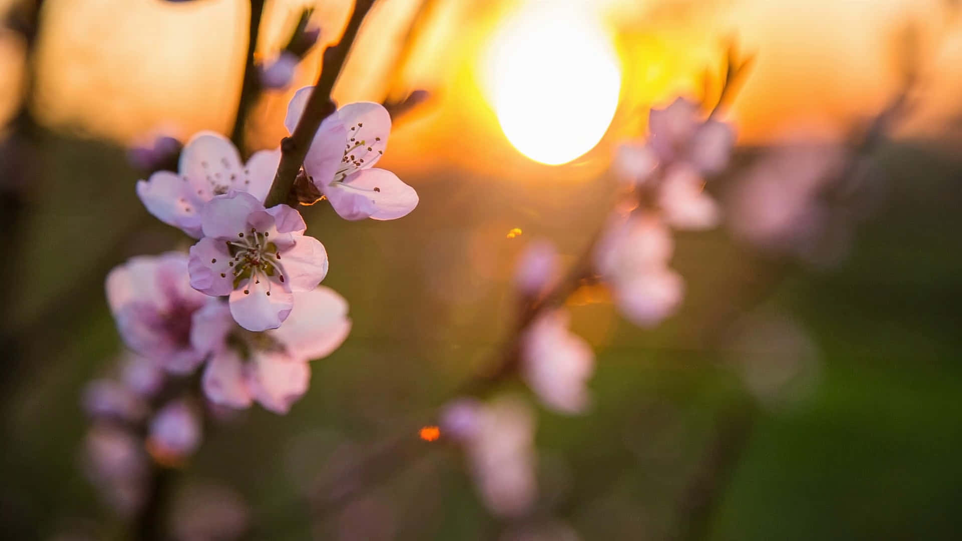 粉紅櫻花在金色夕陽天空下柔焦呈現。