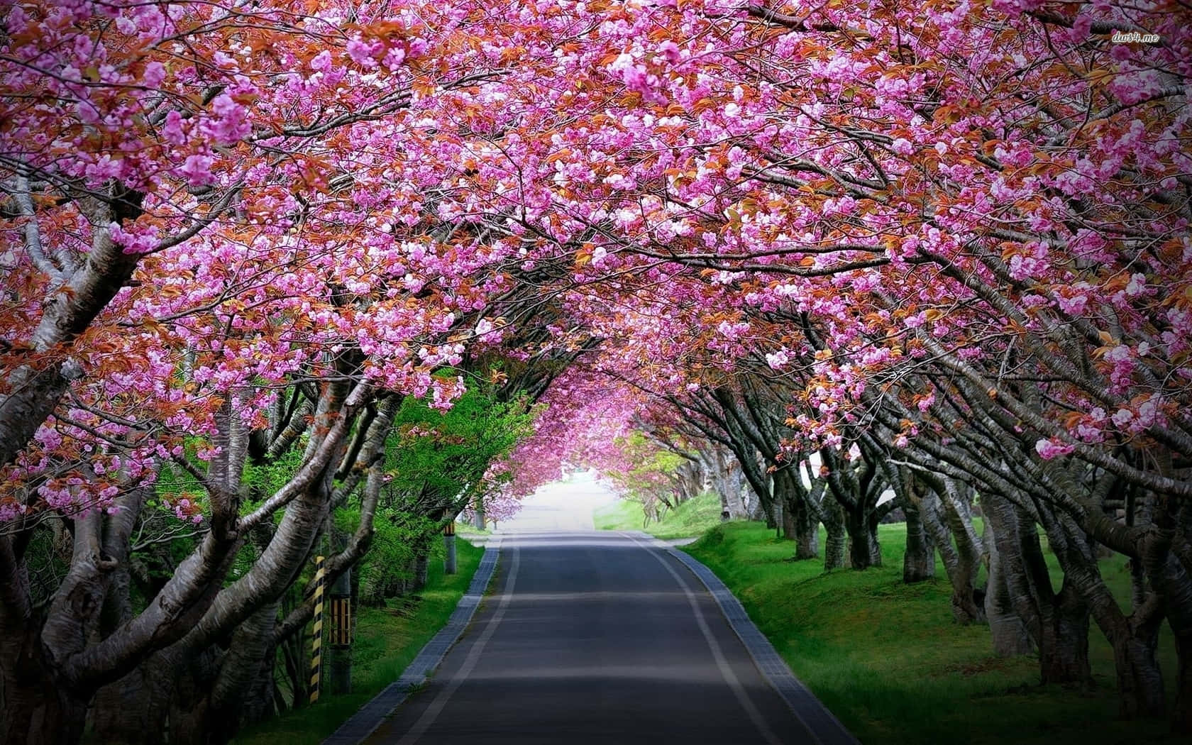 春天，一條兩旁開滿櫻花的道路。