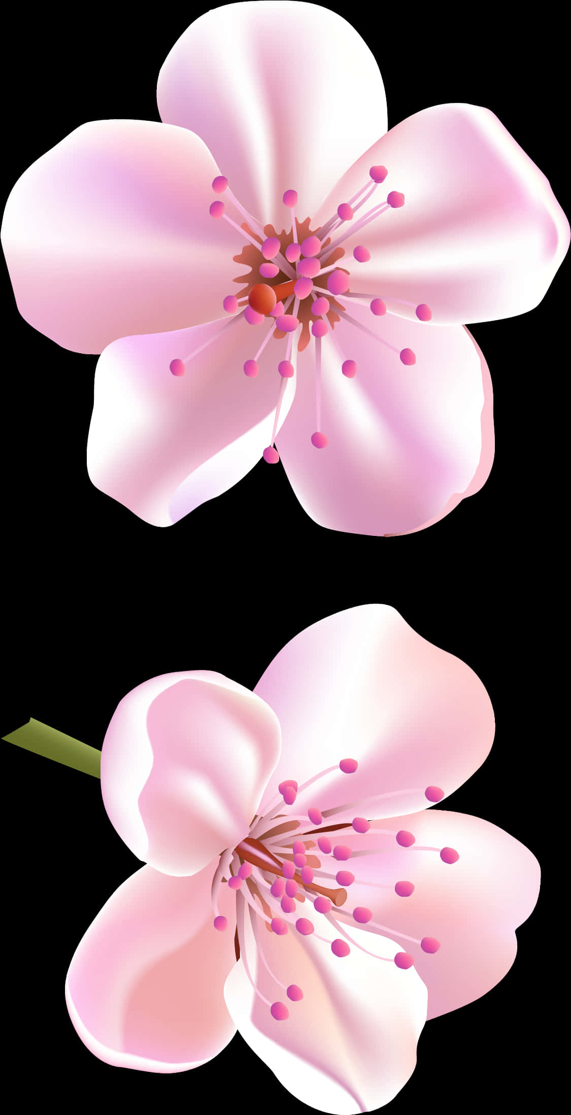 櫻花插畫 壁紙