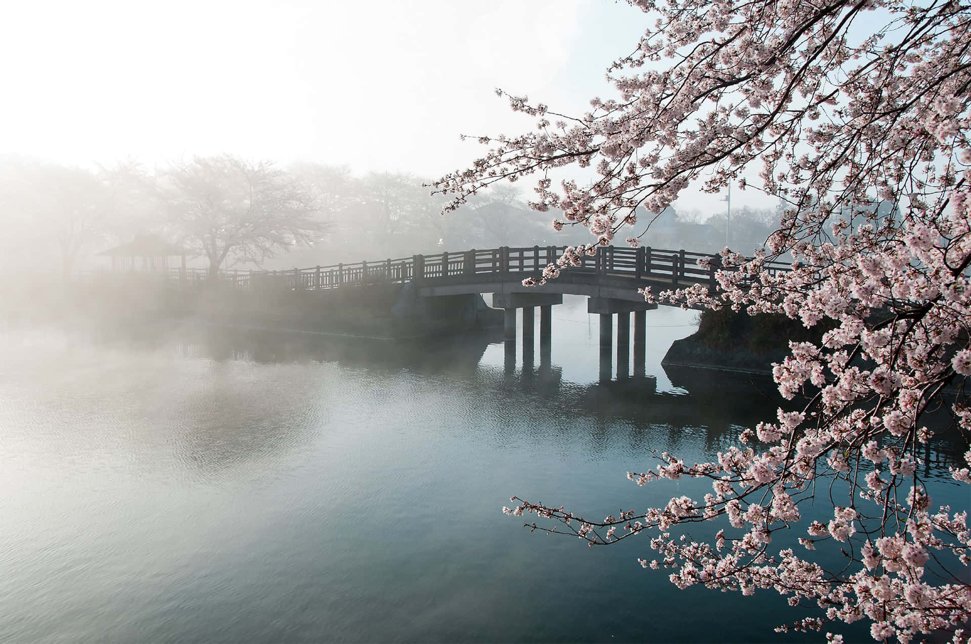 櫻花在柔和的晨光中框住了霧氣瀰漫的湖面和木橋。