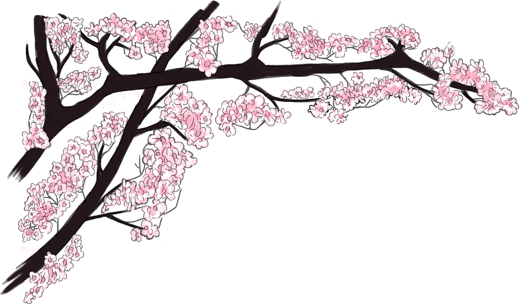 櫻花枝插畫 壁紙 — 一幅風格化的插圖，描繪了在純黑背景上帶有粉紅色花朵的櫻花枝。
