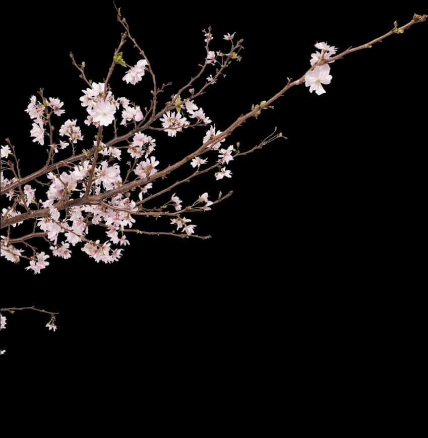 櫻花枝條夜空 壁紙