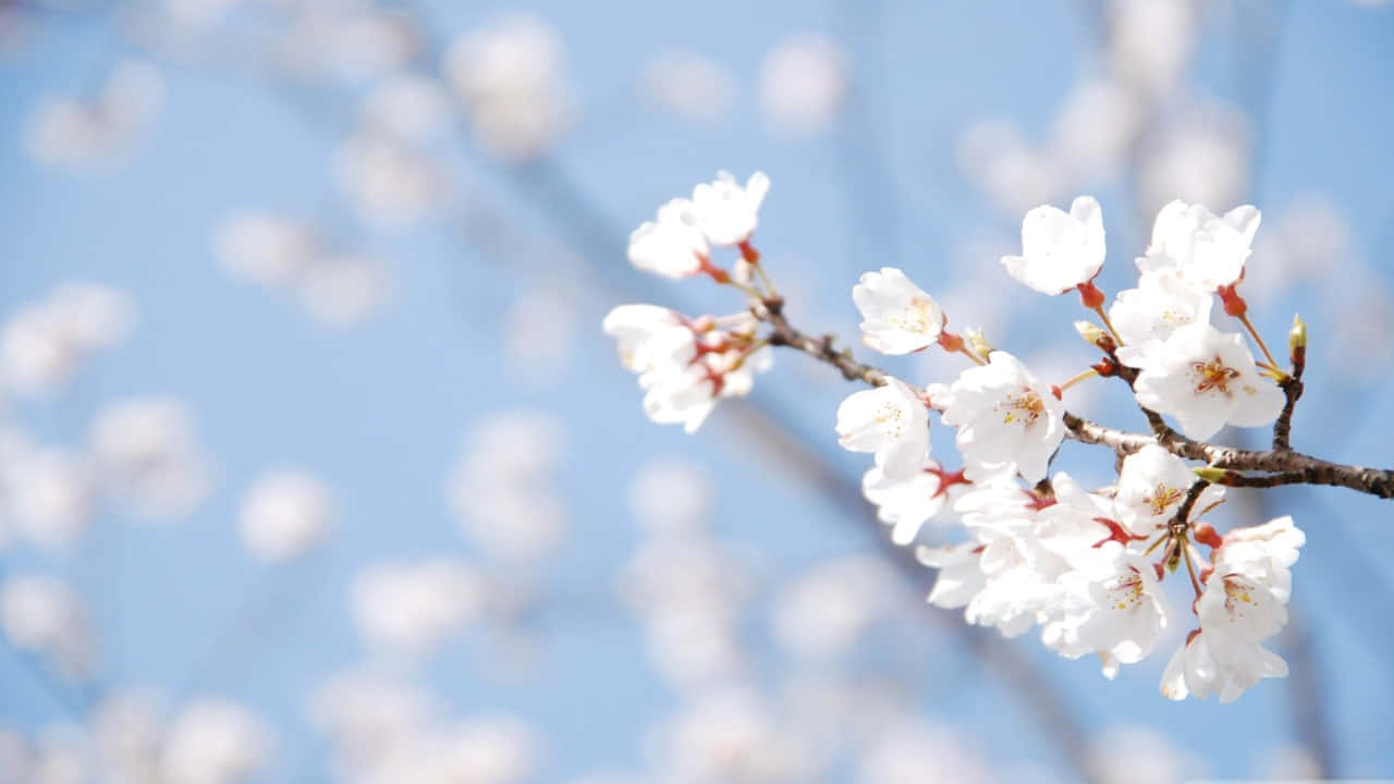 白色櫻花在樹枝上，映襯藍天