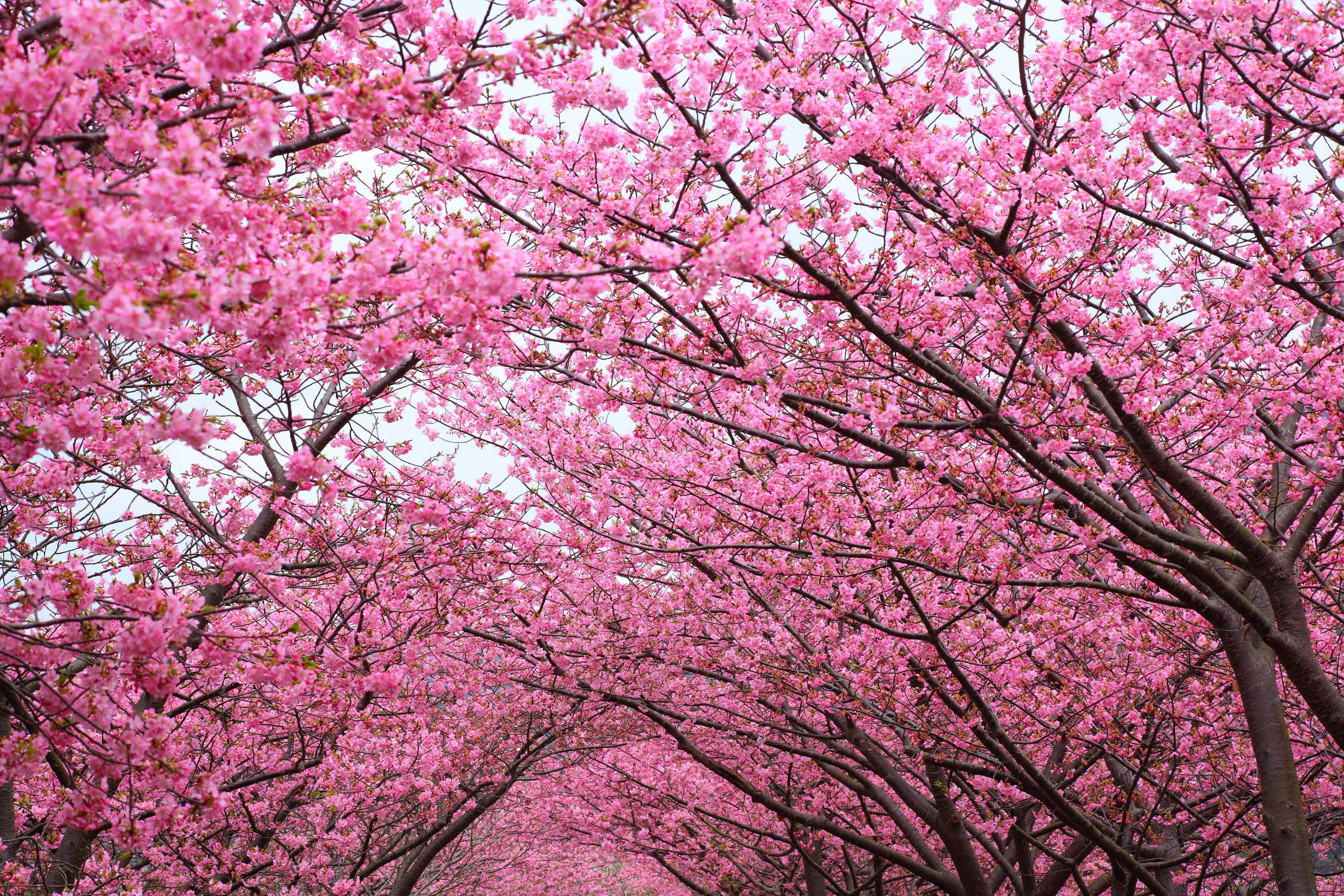 櫻花樹 4000 x 2667 背景 壁紙