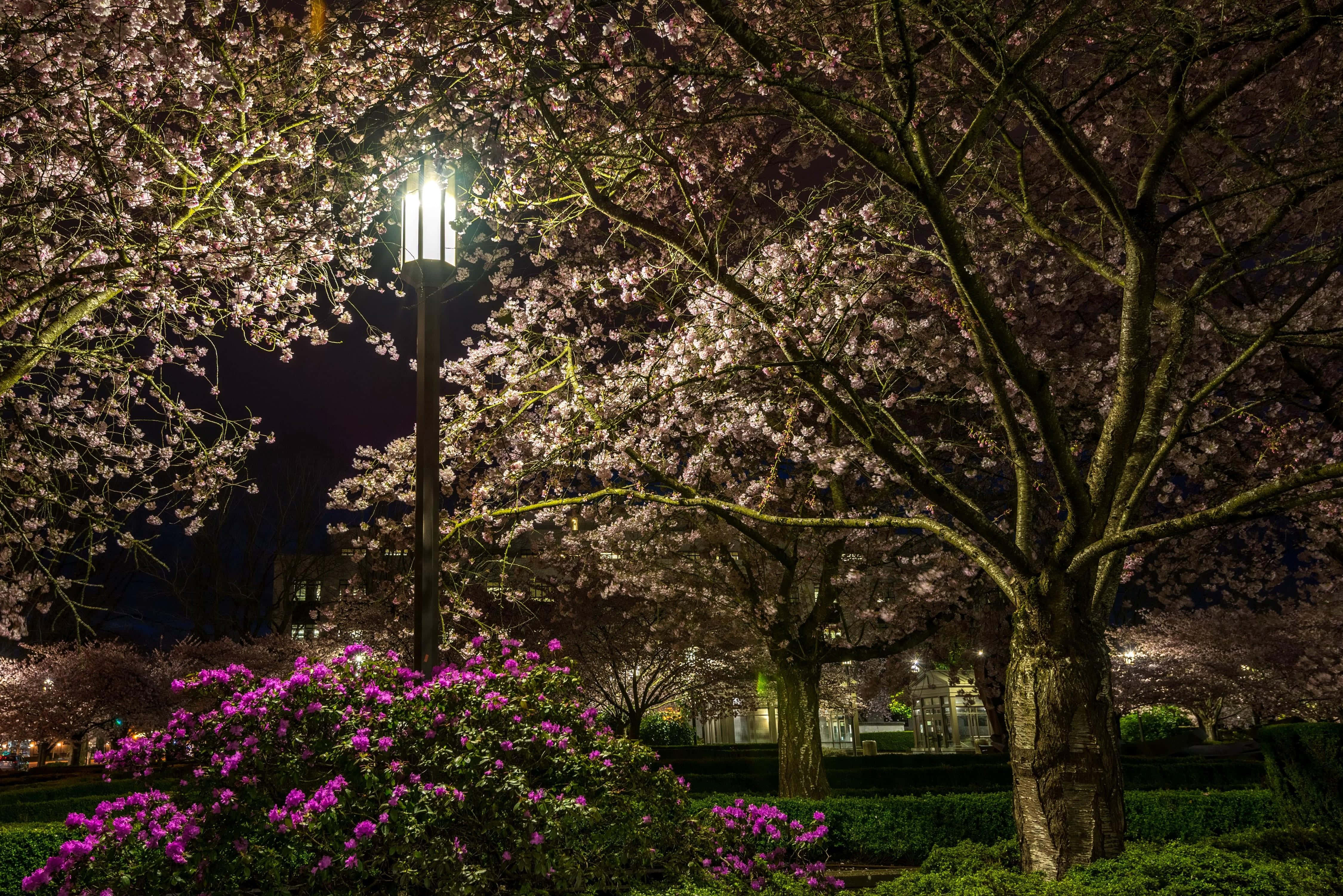 Blooming Trees 桌布 壁紙 — 櫻花樹在街燈下發光的夜景，前景有鮮豔的紫色杜鵑花。