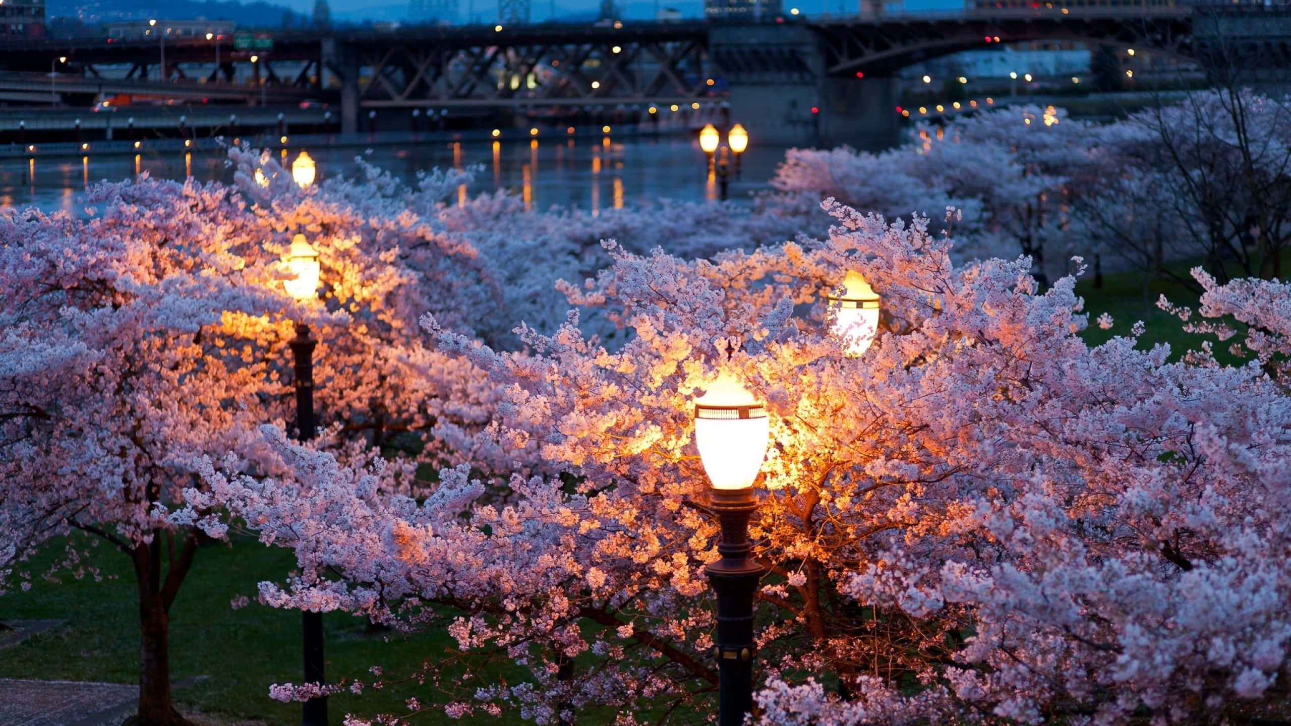 Spring Lights 桌布 壁紙 — 櫻花樹在黃昏時分沿河邊的復古街燈下溫暖地發光，遠處有一座橋。