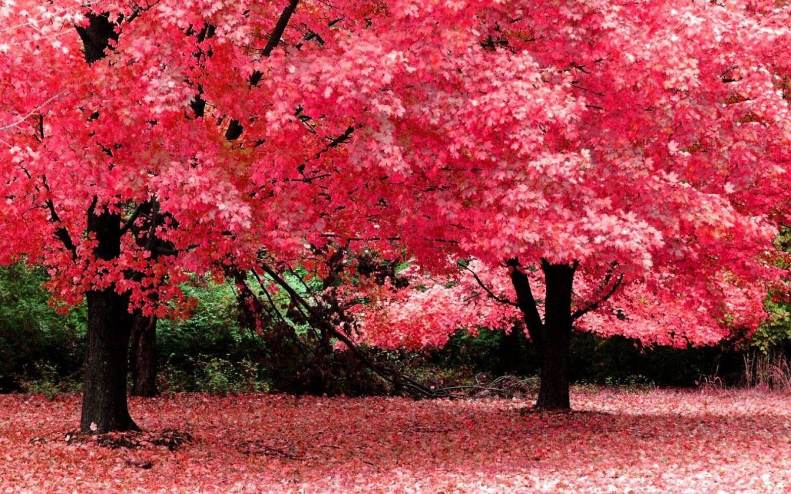 櫻花樹滿屏高清桌面 壁紙 — 充滿活力的粉紅色楓樹，樹葉茂密，在寧靜的森林空地上，在落葉地毯上投射出超現實的光芒。