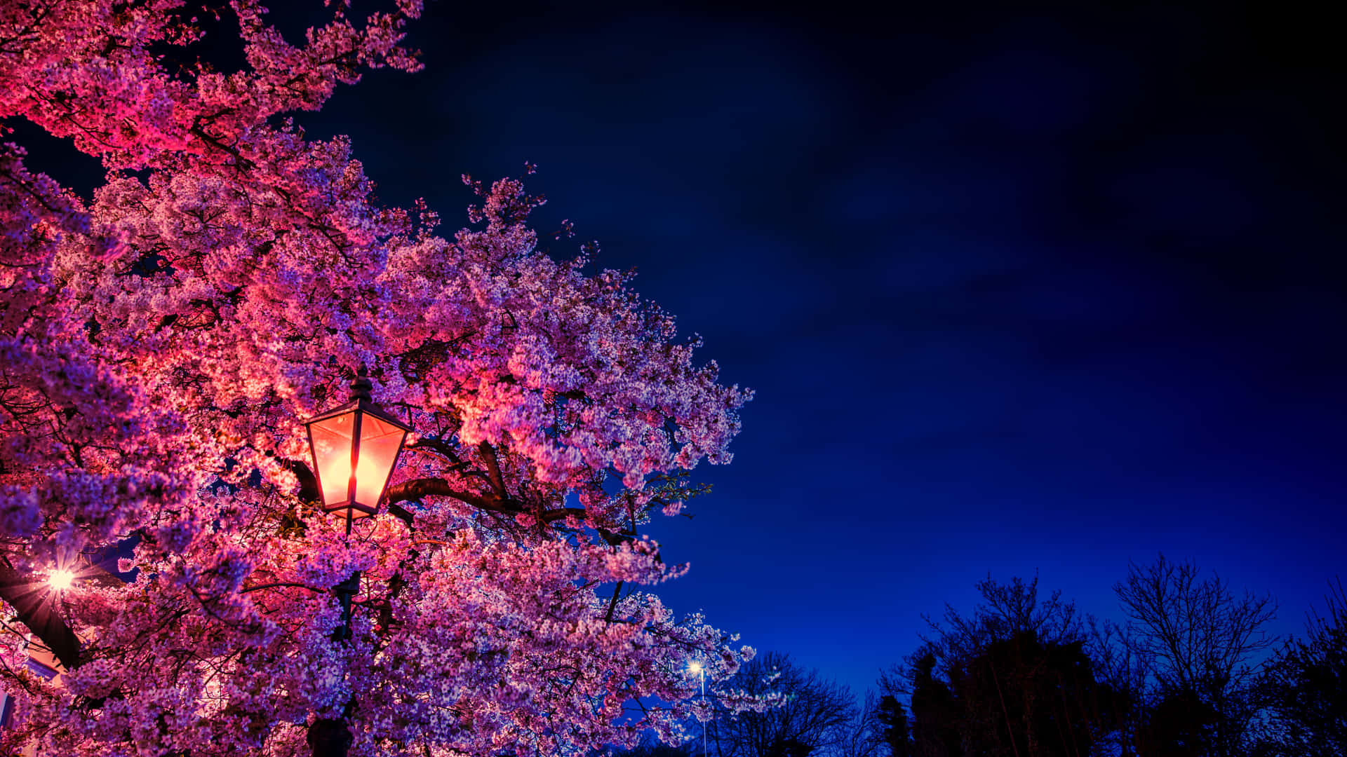 在深藍色夜空下，燈籠照亮櫻花。