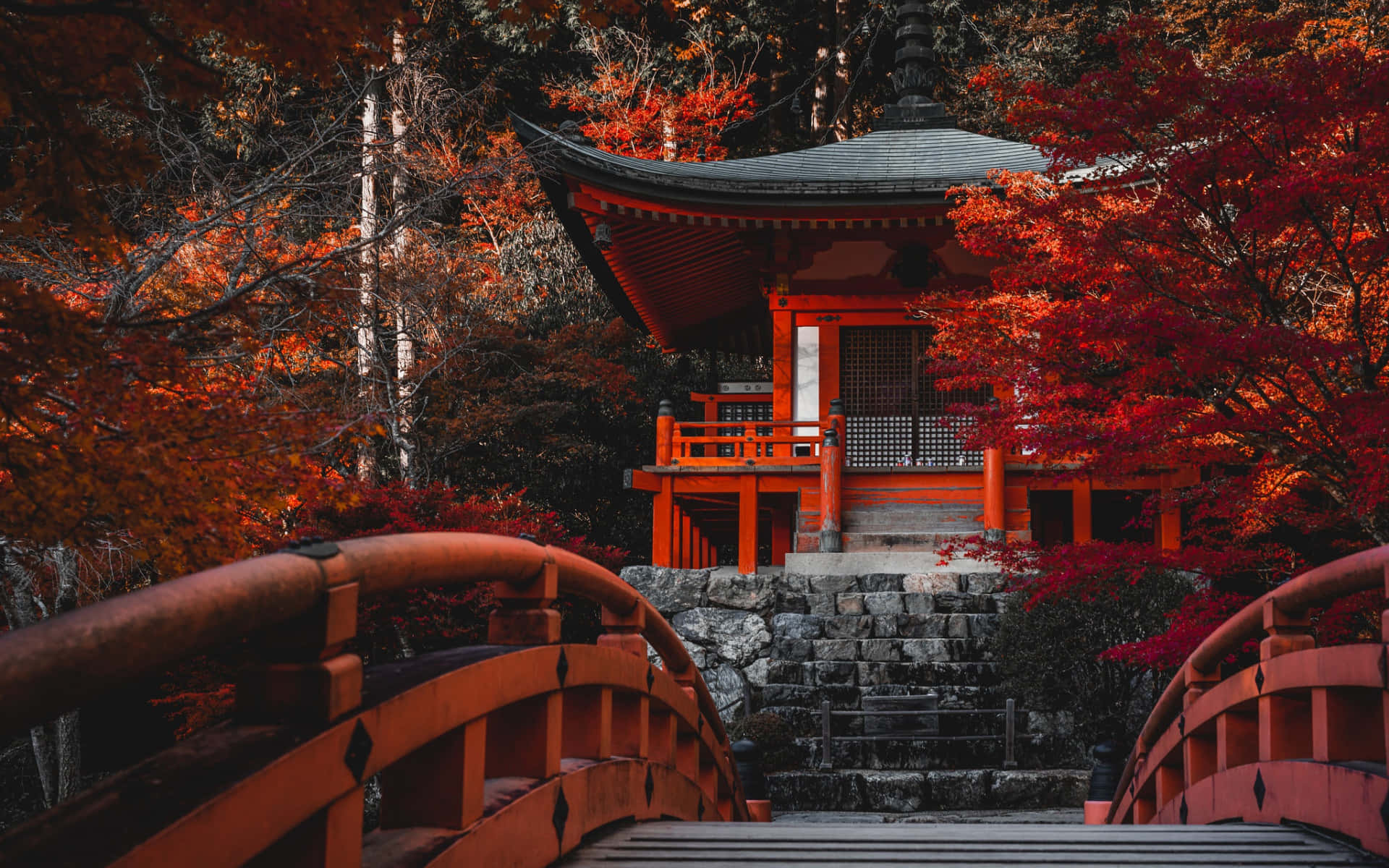 櫻花盛開於紅色日式神社 壁紙 — 一座鮮紅色的日本神社，坐落在火紅的秋楓樹林中，通過一座相配的拱橋進入。