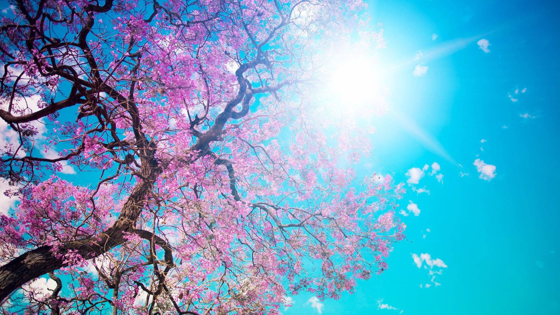 櫻花盛開晴天 壁紙 — 一棵充滿活力的粉紅色開花樹在燦爛的藍天下彎曲，頭頂陽光明媚。