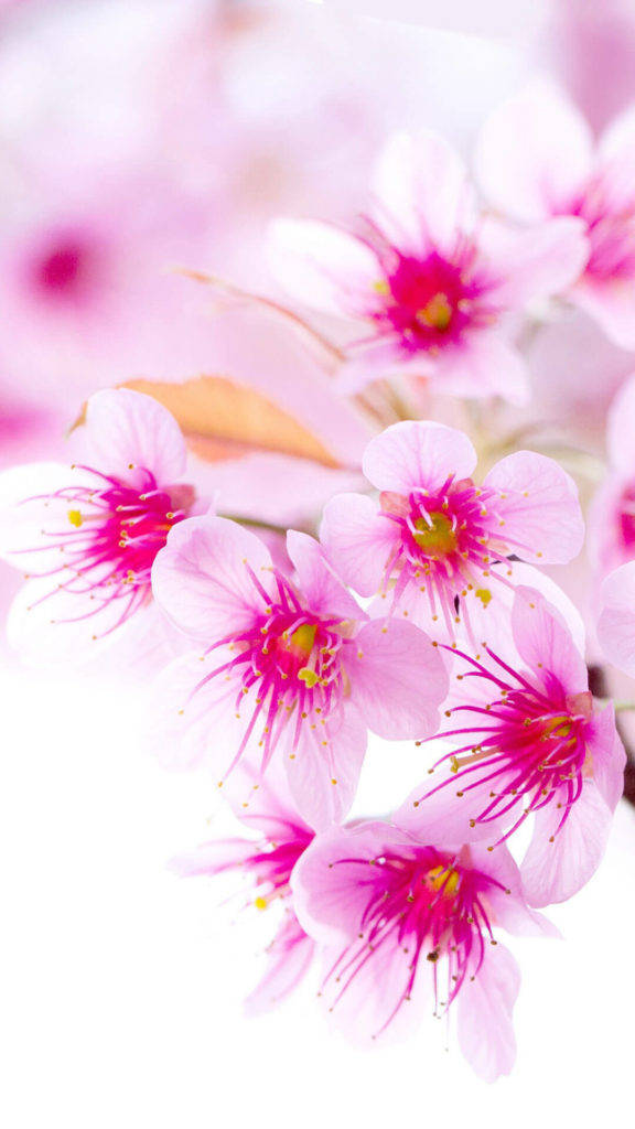 櫻花盛開美景Tumblr iPhone壁紙 壁紙 — 柔和的粉紅櫻花帶有鮮豔的洋紅色雄蕊，在明亮的白色背景上細膩綻放。