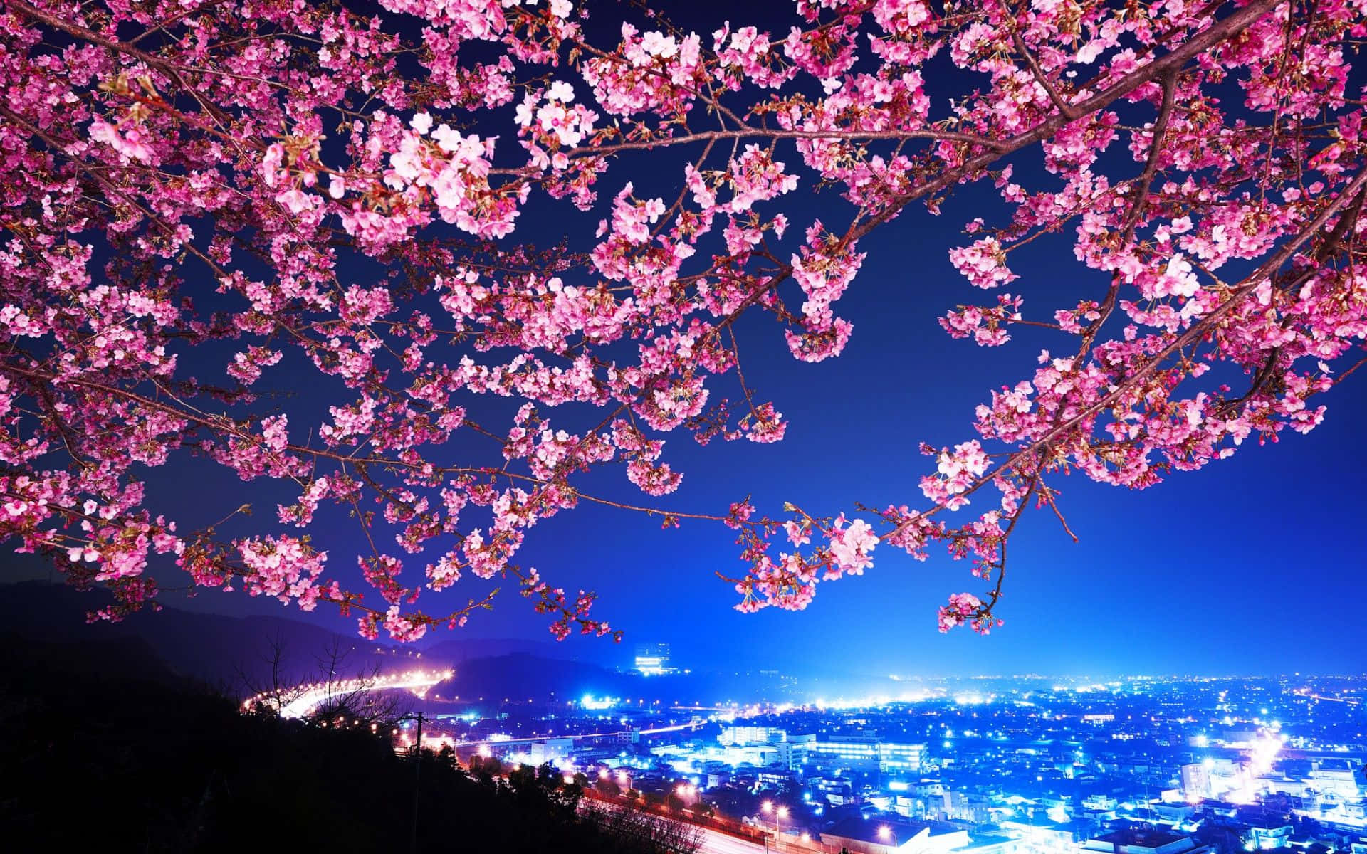 櫻花背景