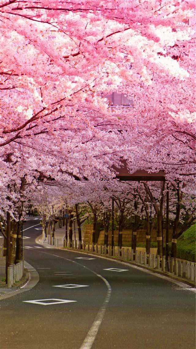 櫻花背景