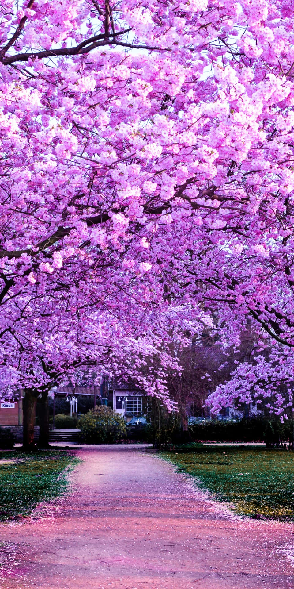 櫻花背景 壁紙