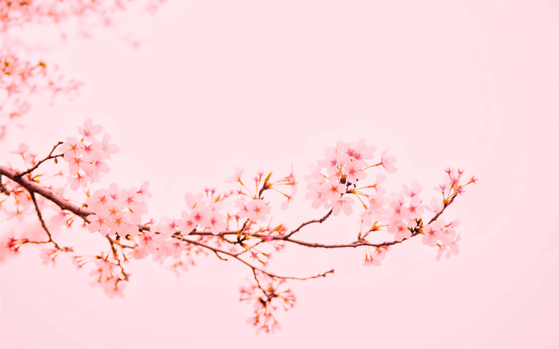 粉紅櫻花枝條在粉彩天空背景下柔和對焦。