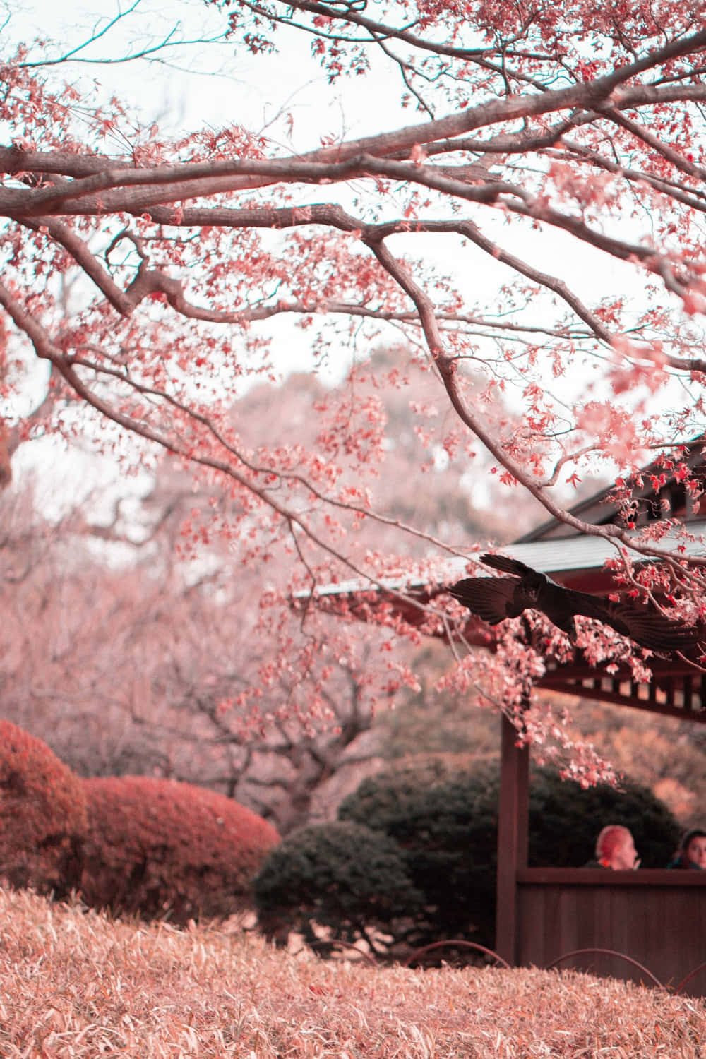 粉紅色的櫻花框住寧靜日本庭園中的木造亭子。