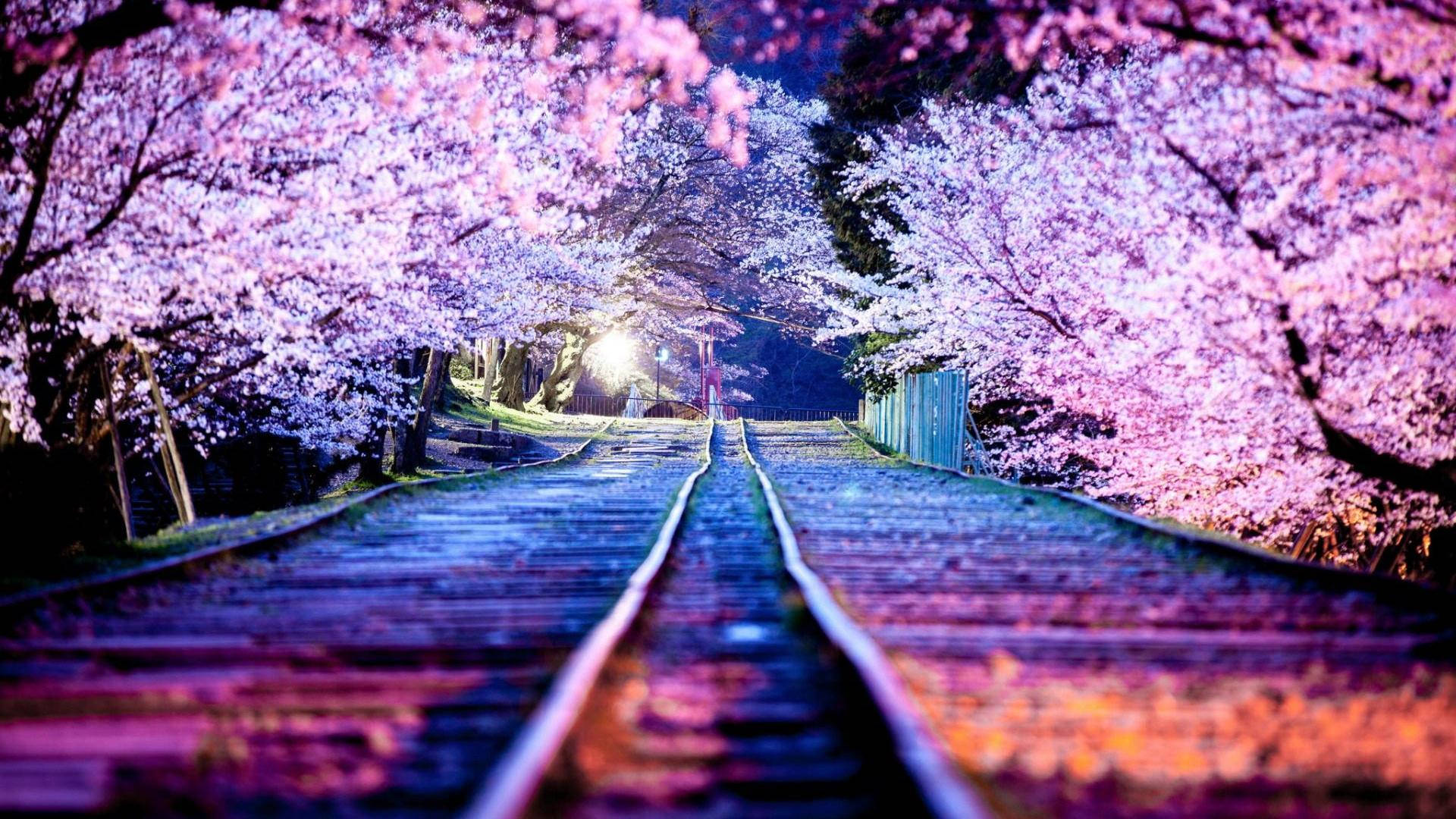 夜晚被發光櫻花環繞的鐵路軌道。