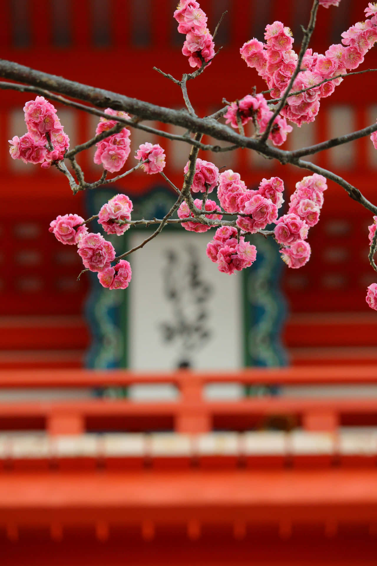 櫻花飛舞紅寺 壁紙 — 鮮豔的粉紅色櫻花在深色樹枝上盛開，背景是模糊的紅色傳統日本神社。
