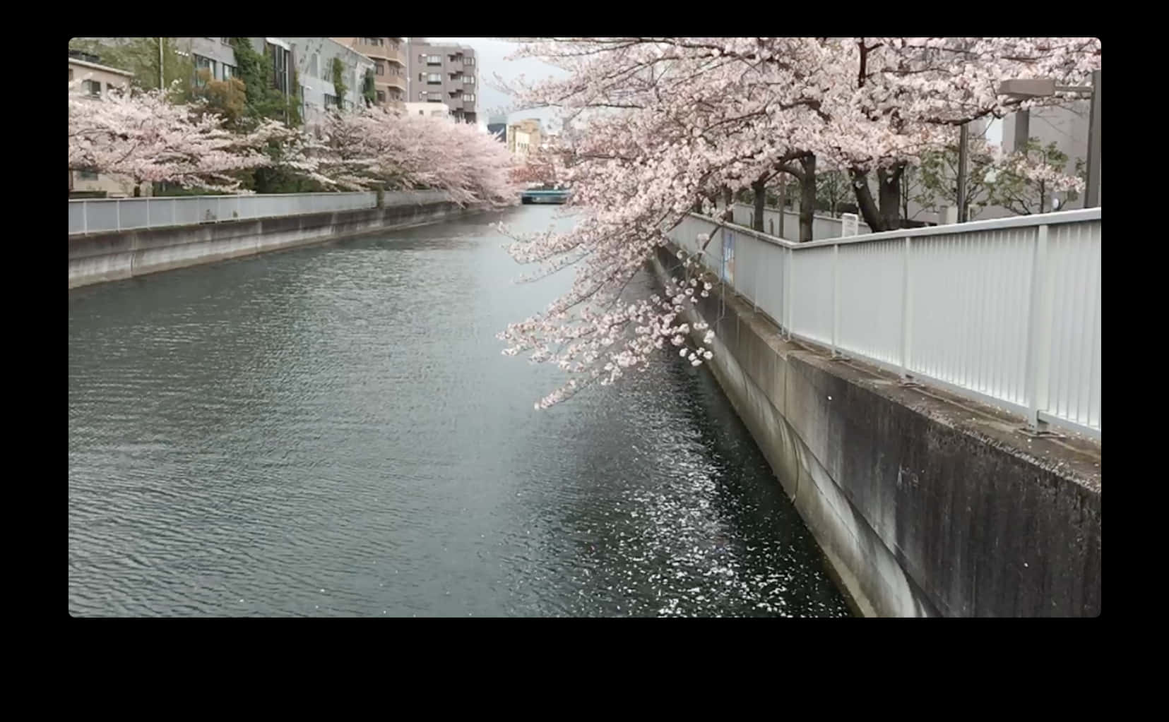 櫻花飛越河流 壁紙