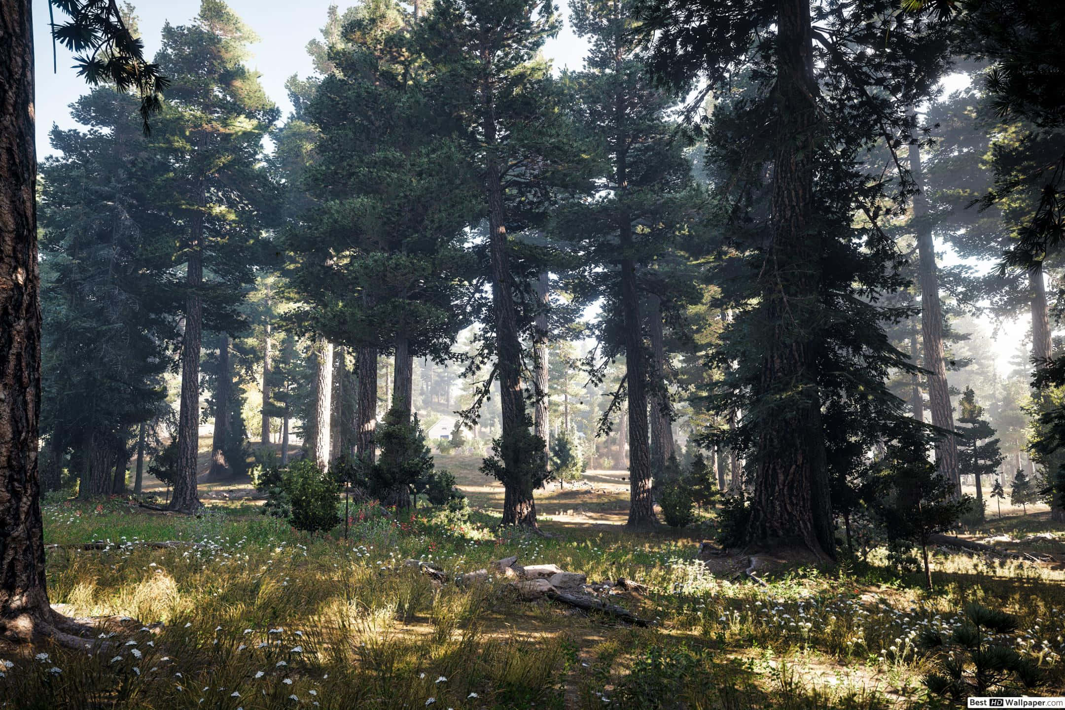 欣賞《Far Cry 5》的秋日美景 壁紙 — 陽光穿過高大的松樹，在長滿苔蘚的森林地面上投下斑駁的光影，點綴著野花。