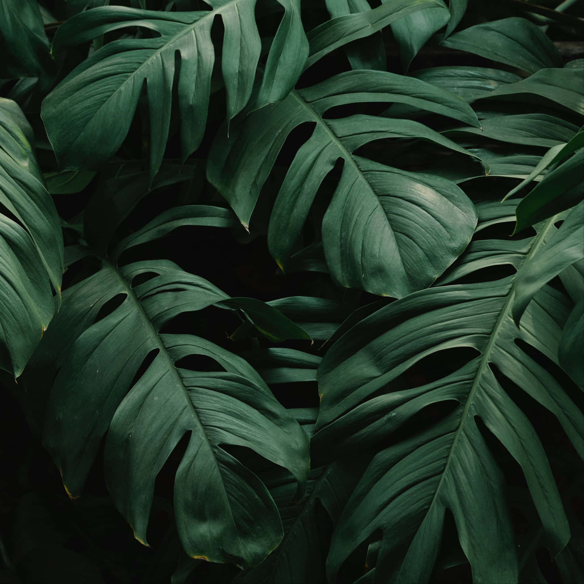特寫茂盛的龜背竹葉，呈現深綠色調和天然裂縫。