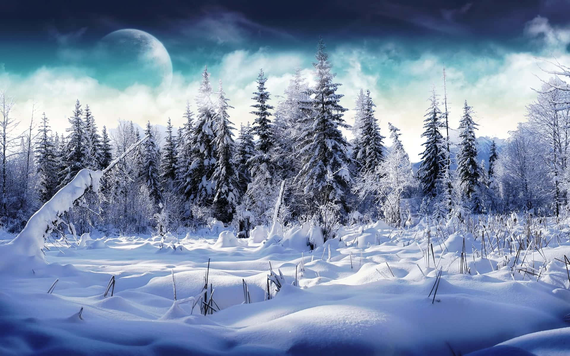 夜晚發光的月亮下雪覆蓋的松樹林