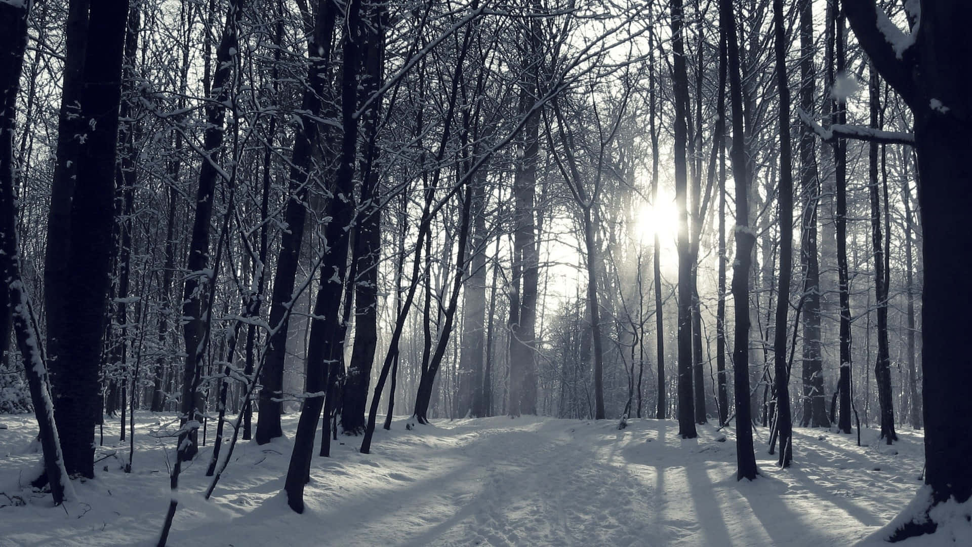 陽光穿過白雪覆蓋的樹木，灑落在寂靜的冬季森林中。