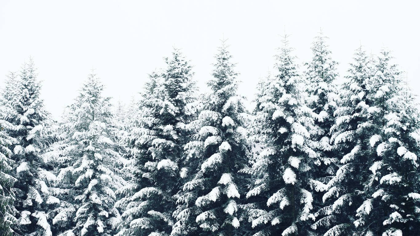 寂靜冬日森林中，白雪覆蓋的松樹在晴朗天空下。