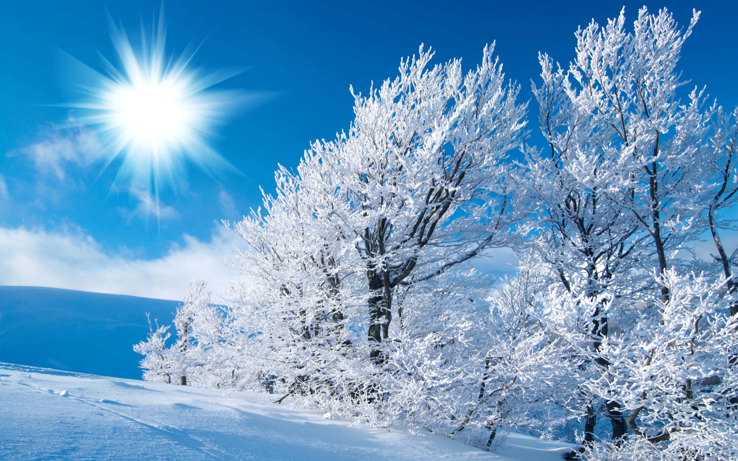 欣賞冬季的美麗 壁紙 — 陽光照射在白雪覆蓋的樹木上，映襯著清澈的藍天，呈現寧靜的冬日景觀。