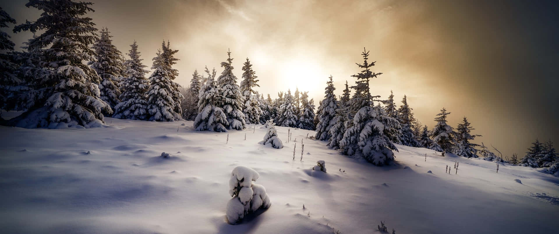 冬日金色陽光沐浴下的積雪松林。