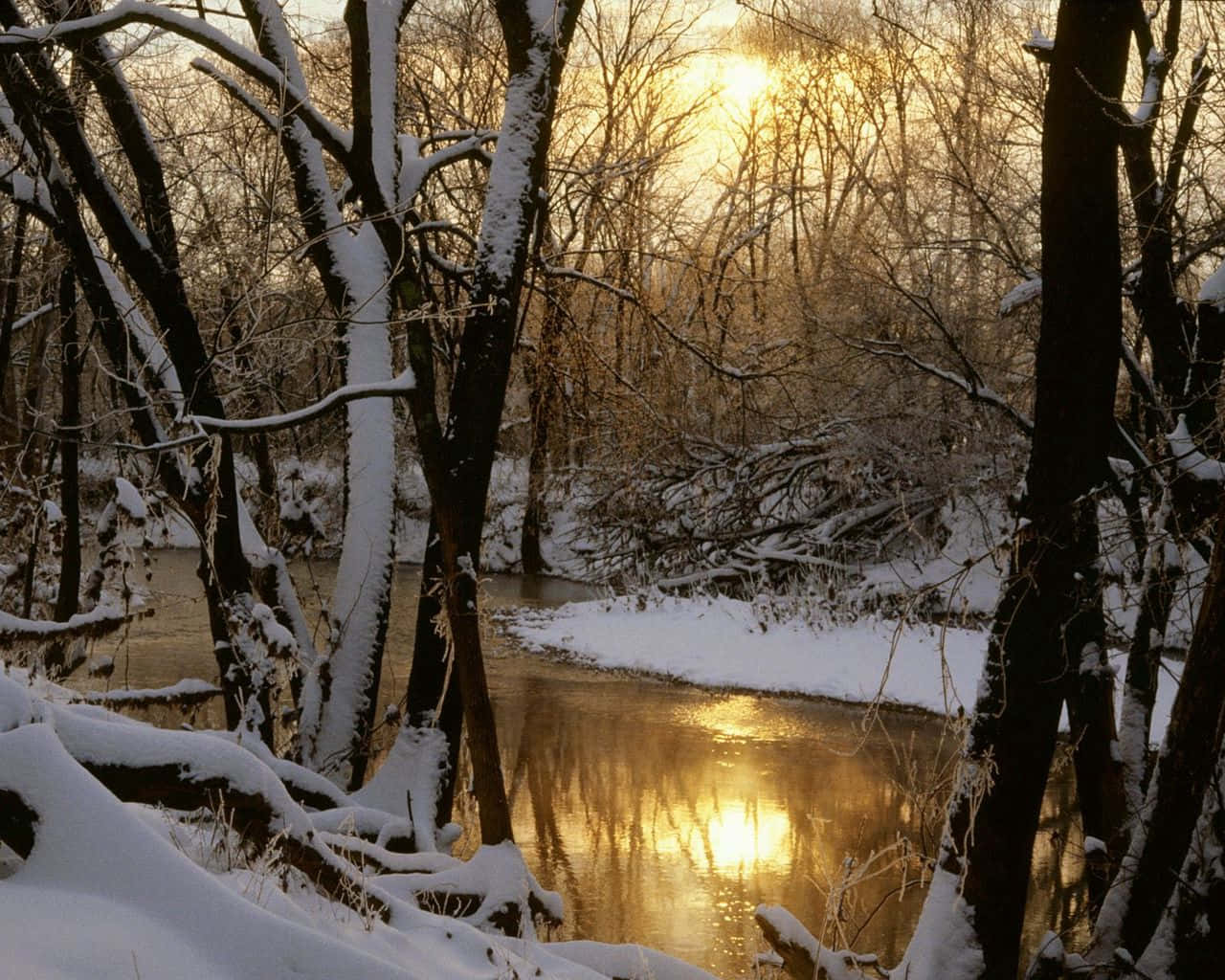 欣賞叢林中的濃郁綠意 壁紙 — 陽光穿過白雪覆蓋的樹木閃爍，倒映在蜿蜒穿過寂靜森林的平靜冬日溪流上。