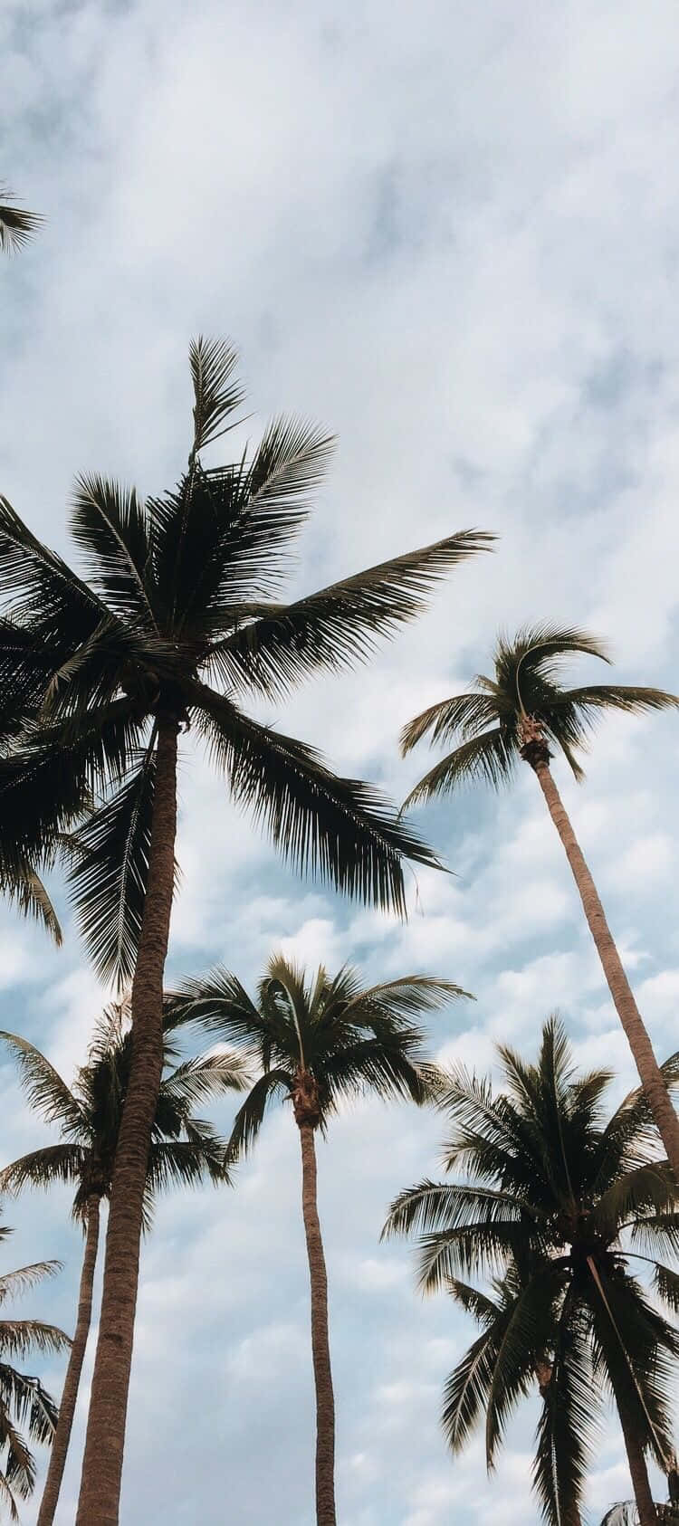 欣賞可愛棕櫚樹的風景 壁紙 — 高聳的棕櫚樹在熱帶天堂中伸向柔和多雲的天空。