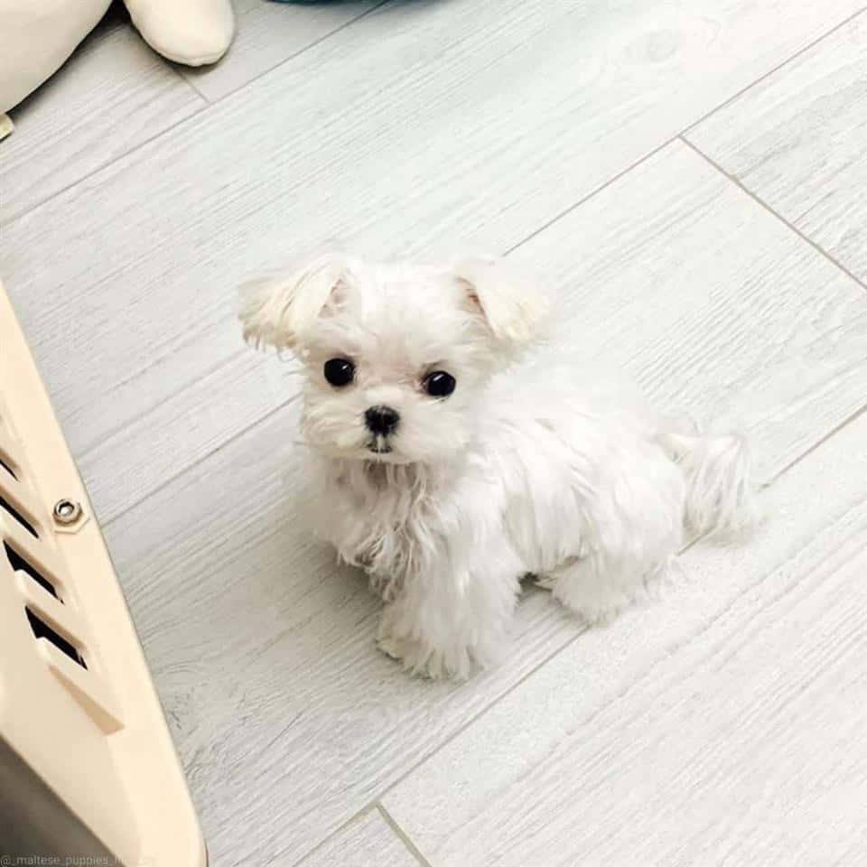 欣賞可愛的馬爾濟斯幼犬 壁紙 — 一隻毛茸茸的白色馬爾他犬幼犬，有大大的黑色眼睛，坐在淺色木地板上好奇地向上望。