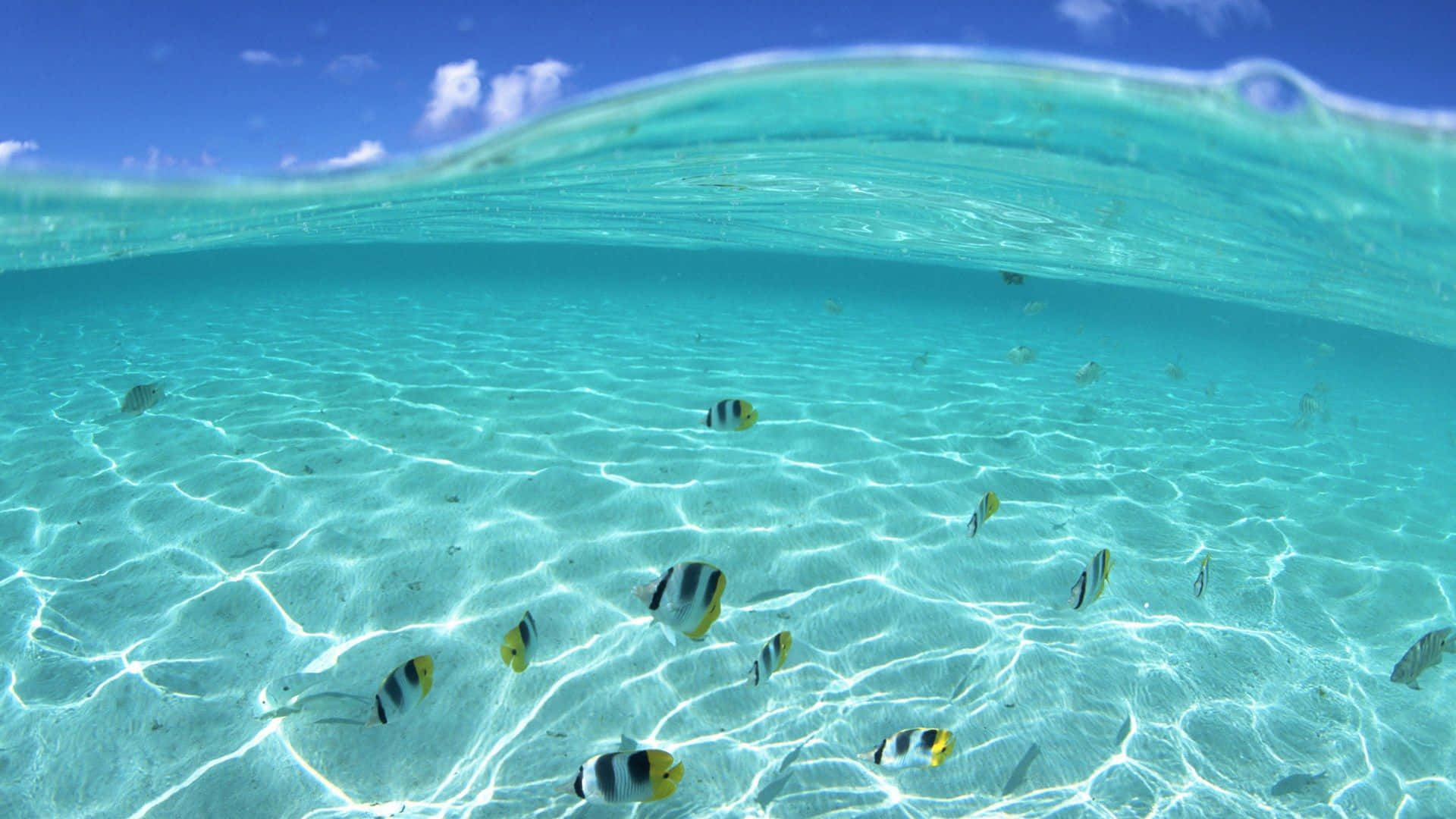 色彩繽紛的魚兒在清澈碧綠的海水中游動，沙底上投射著陽光圖案。