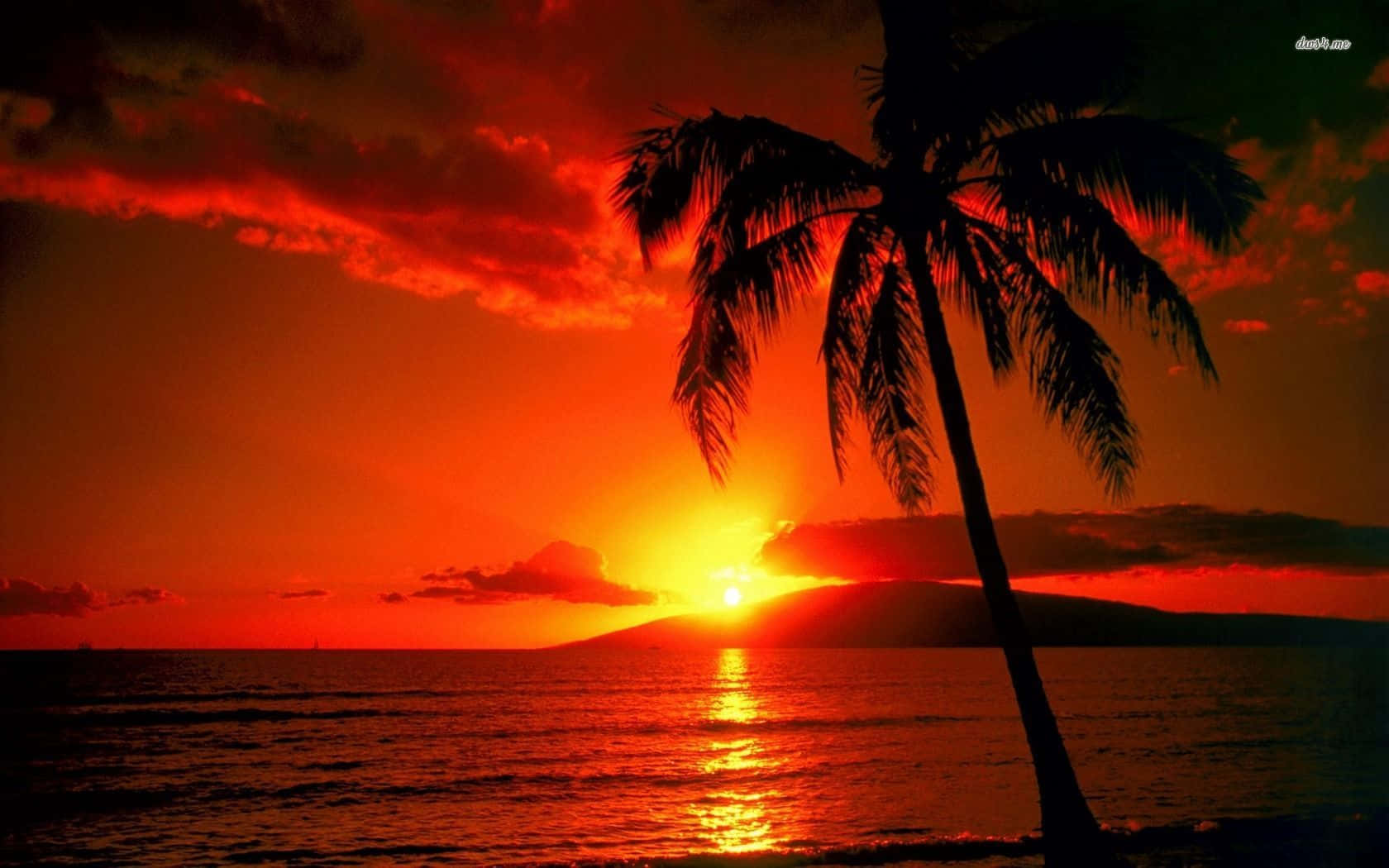 欣賞夏威夷迷人的日落風景 壁紙 — 一棵孤獨的棕櫚樹在平靜的海面上，以火熱的橙色日落為背景，遠方有山丘的剪影。