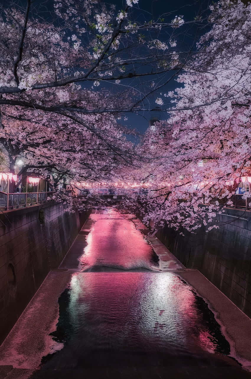 夜間運河兩旁種滿櫻花，粉紅燈光在水面上反射。