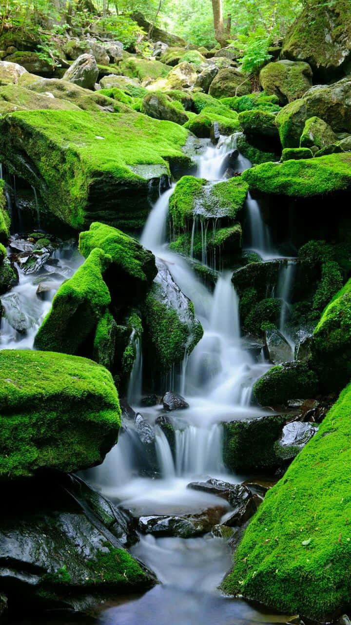 欣賞大自然的壯麗風景 壁紙 — 寧靜的森林瀑布從長滿苔蘚的岩石上傾瀉而下，流入鬱鬱蔥蔥的綠色山谷。
