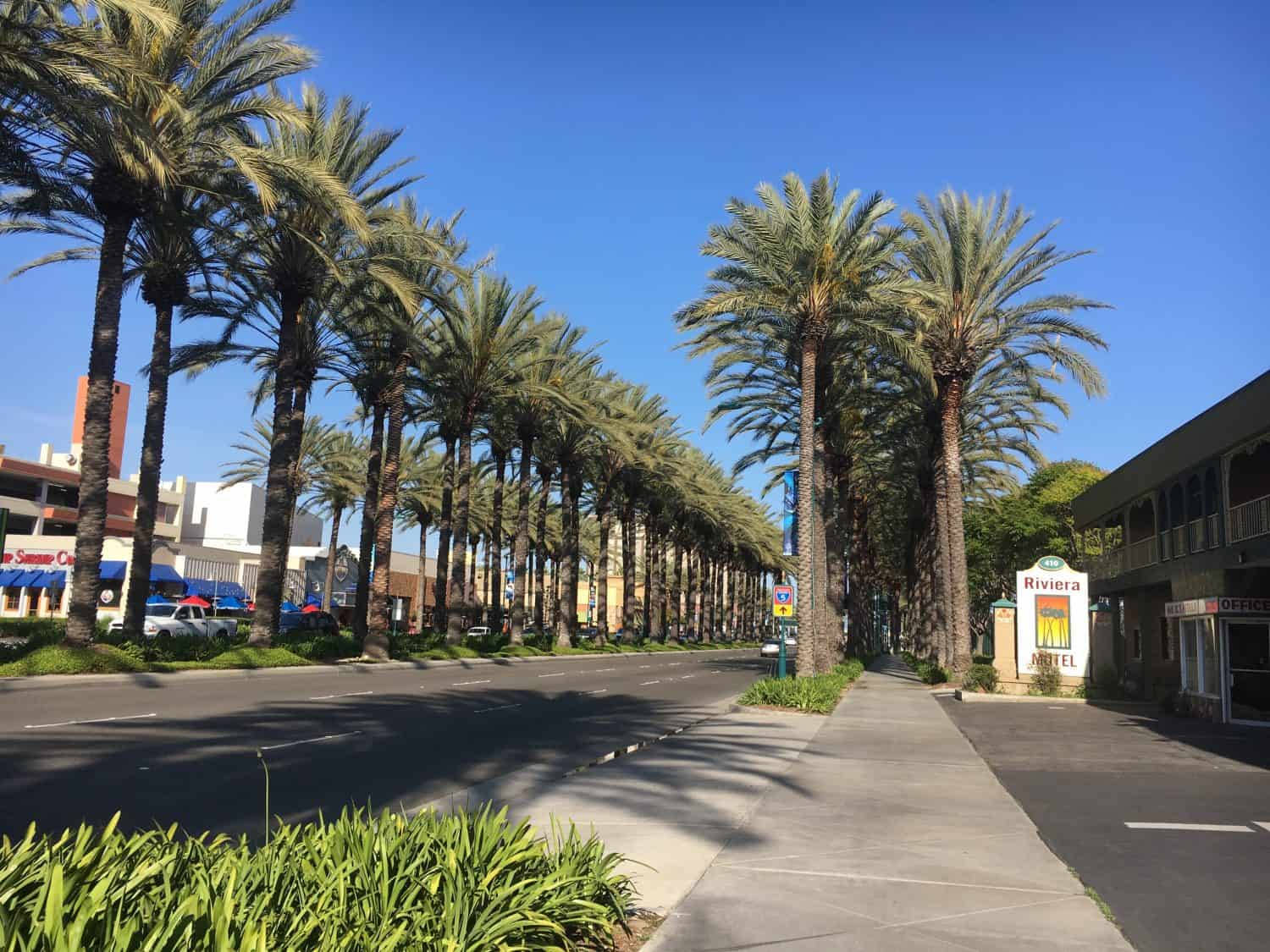 棕櫚樹成蔭的城市街道，有人行道和建築物，天空晴朗蔚藍。