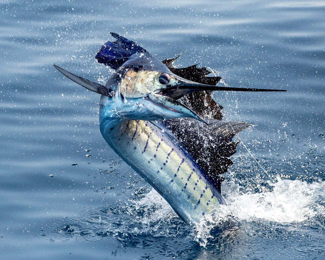 欣賞帆鰭魚的美麗 壁紙 — 一條馬林魚從深藍色的海水中強力躍起，濺起水花，展現動態的爆發力。