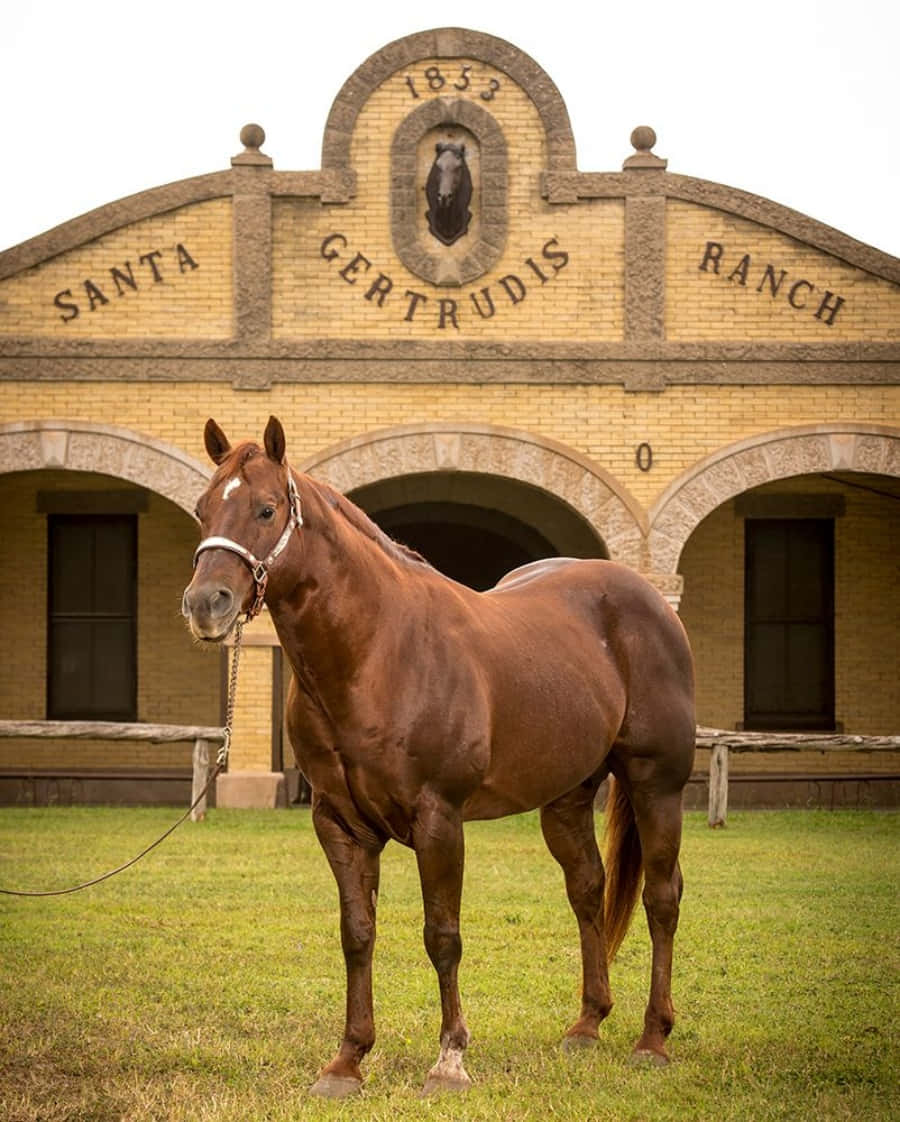 欣賞德州王 ranch 的自然美景。 壁紙 — 一匹栗色馬驕傲地站在歷史悠久的聖格特魯迪斯牧場建築前的綠色草地上，建築有拱形門口和雕刻標牌。