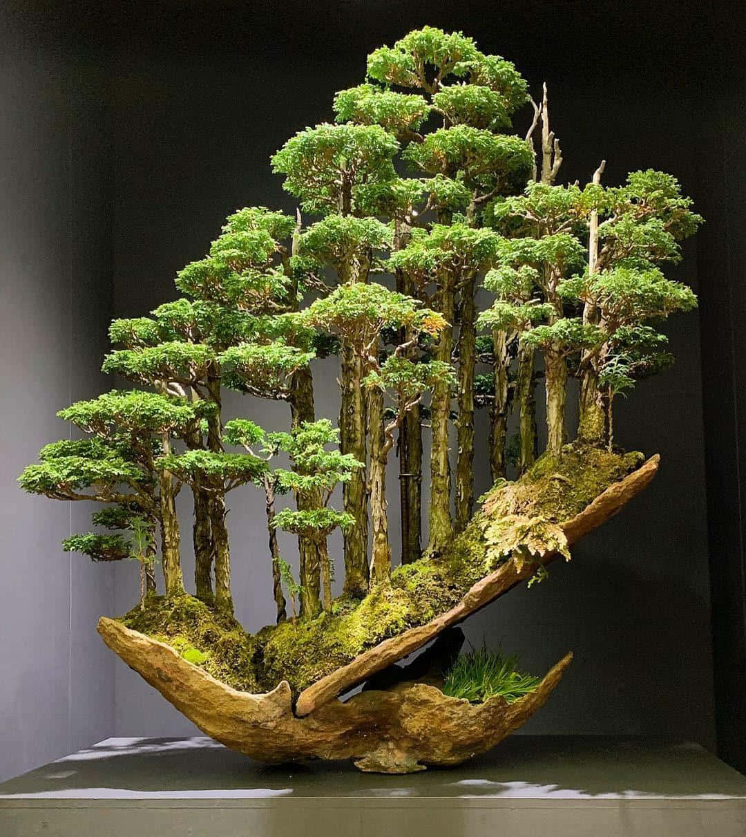 欣賞成熟盆景樹的自然之美 壁紙 — 一個令人驚嘆的盆景森林，鬱鬱蔥蔥的綠色樹木從一個長滿苔蘚的彎曲木底座上生長出來，展示在一個基座上。