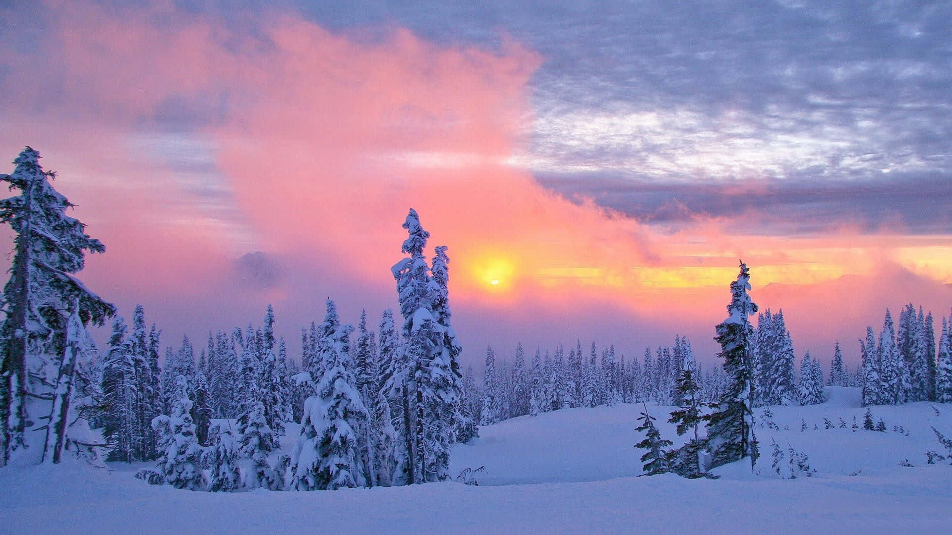 欣賞新罕布什爾州冬季風景 壁紙 — 夕陽將白雪覆蓋的松樹林染成粉紅、橙和紫色調，映襯著多雲的冬日天空。