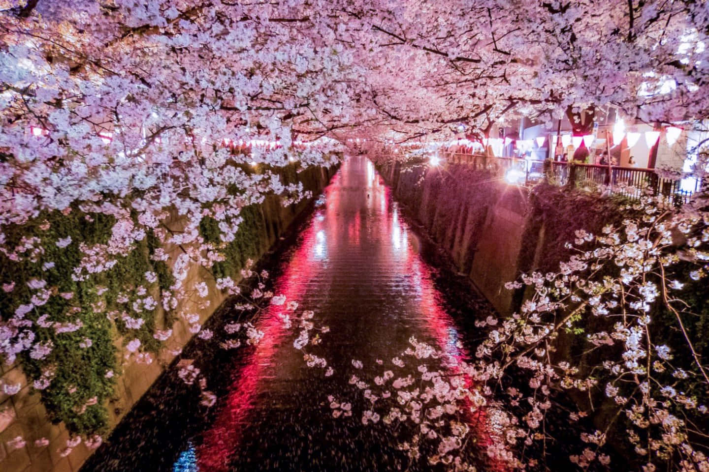 夜晚運河旁的櫻花映照著紅色燈籠的光芒。
