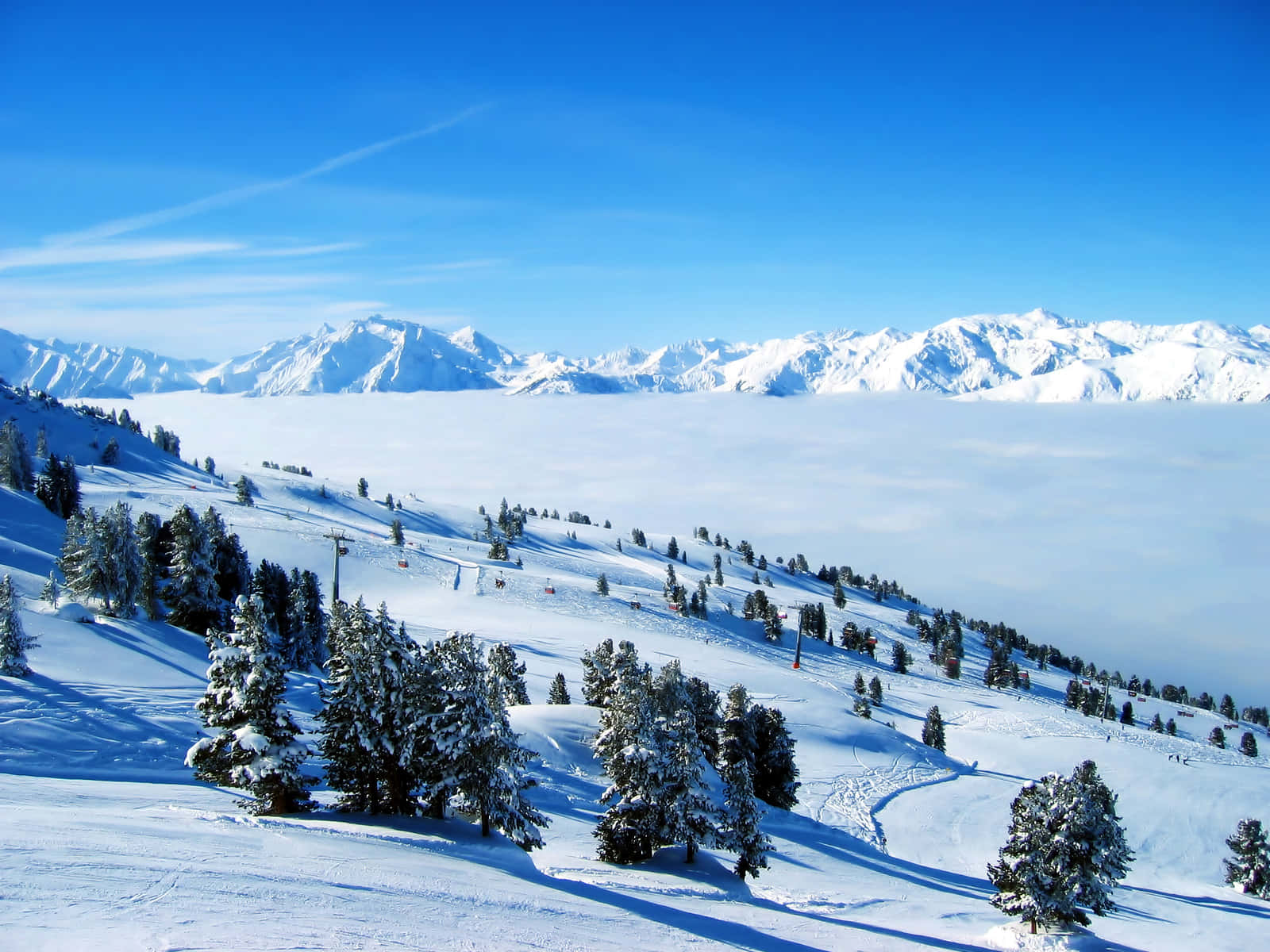 欣賞最佳冬季的美景 壁紙 — 白雪覆蓋的山坡上點綴著常青樹，在晴朗的藍天下聳立於雲海之上。