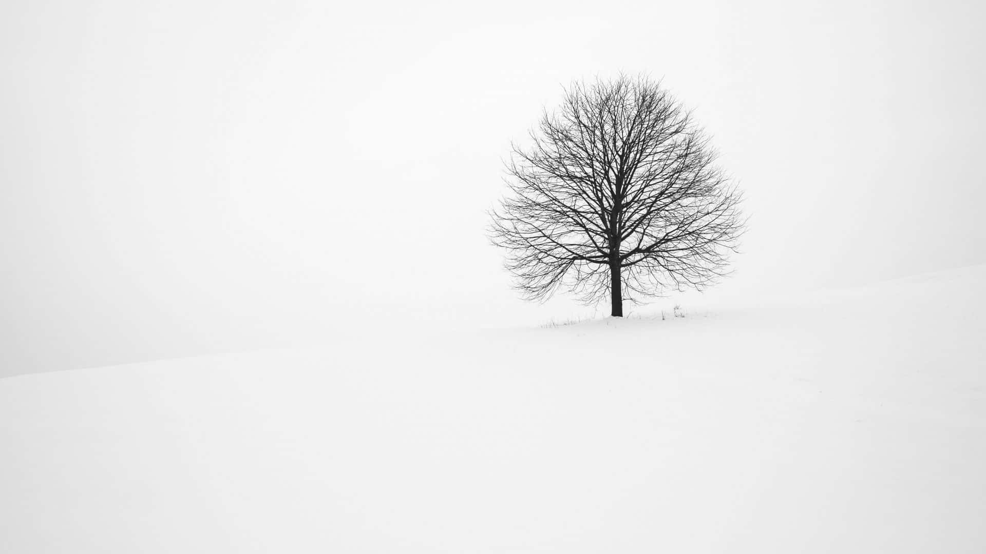冬天雪丘上一棵無葉的樹。