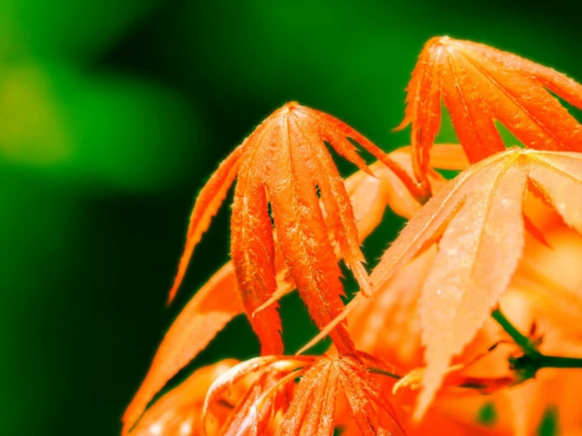 綠色背景下帶露珠的橙色楓葉特寫。