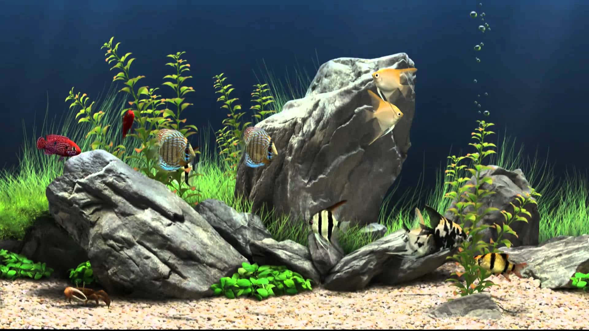 熱帶魚在沙底的清澈魚缸中，於岩石和植物之間游動。